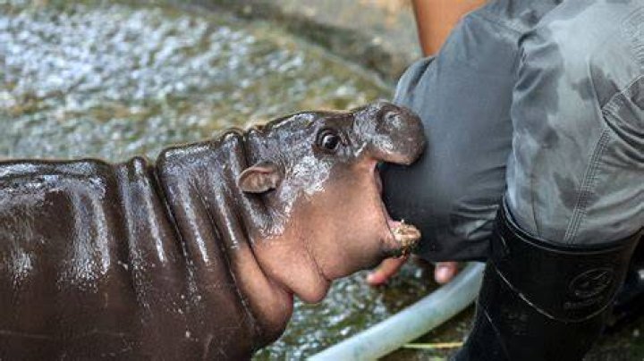 Astonishing Insights Into "Hippo Bites Man In Half"