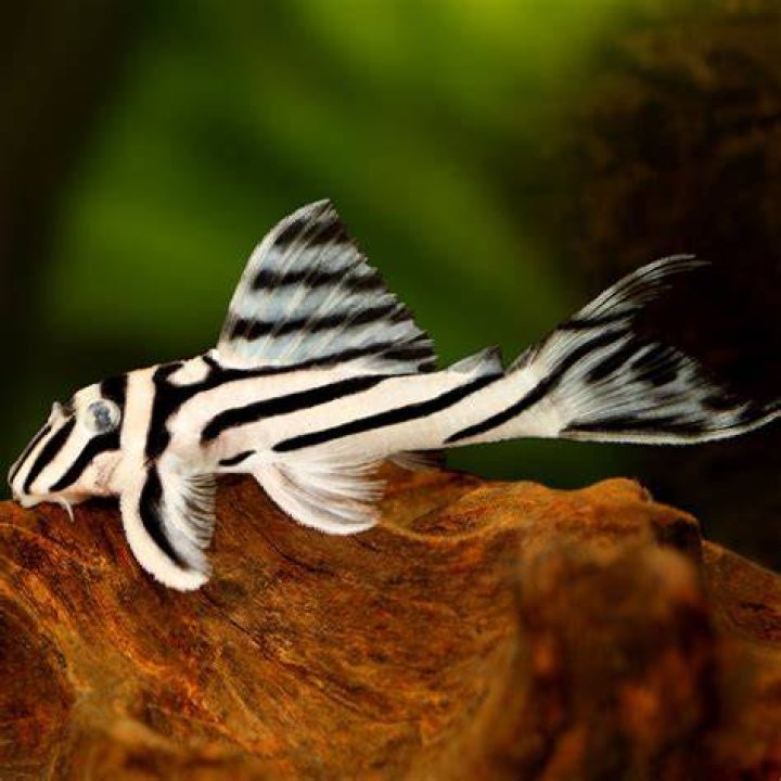 Unveiling The World's Most Peculiar Fishes